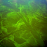 Upper Dells Algae