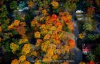 fall canopy