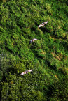 sand hill crane flight